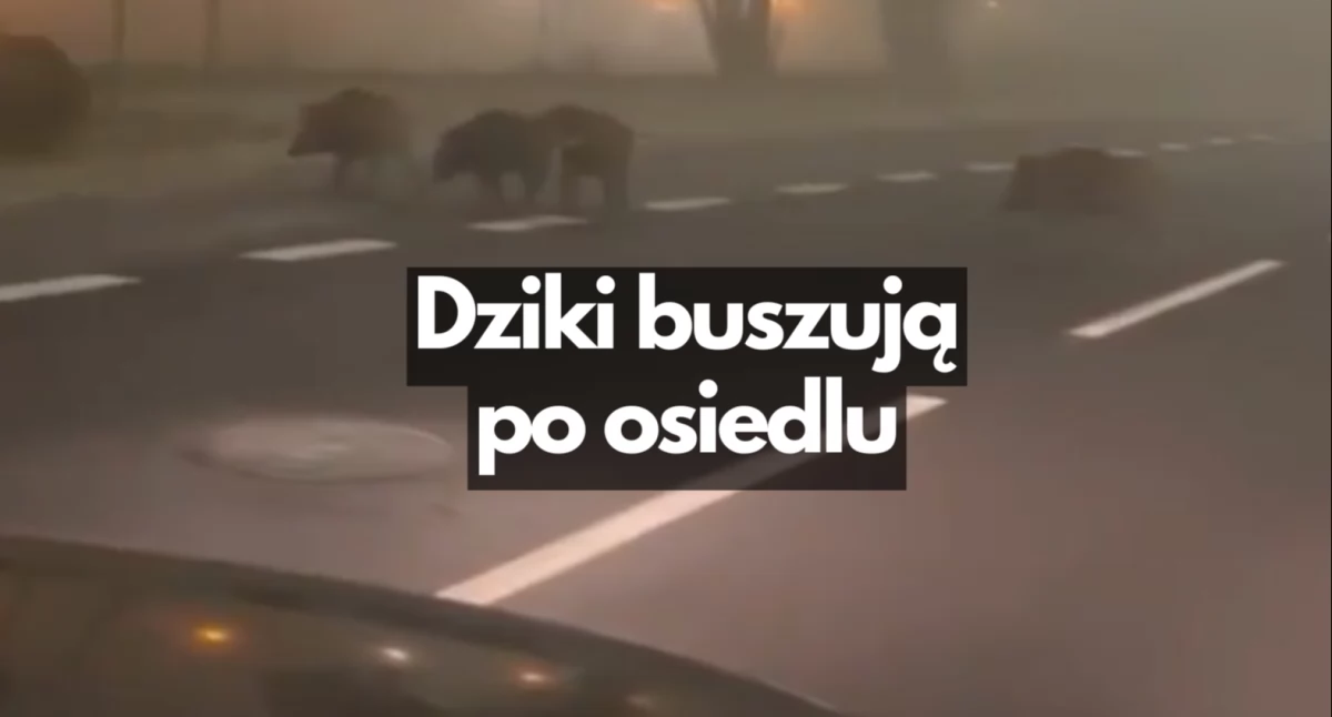Dziki buszują po szczecineckim osiedlu [WIDEO]