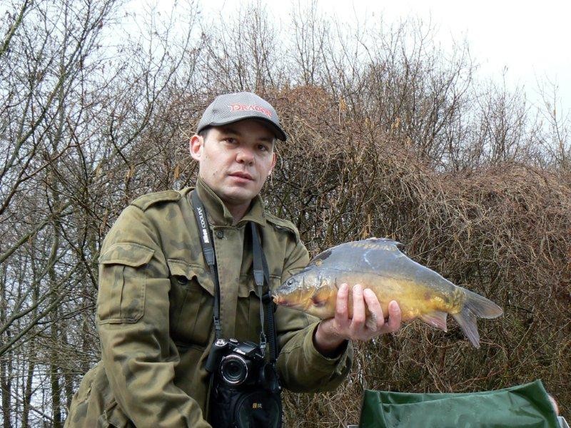 Wędkarze zarybiali - karp królewski wpłynął do Lipnicy