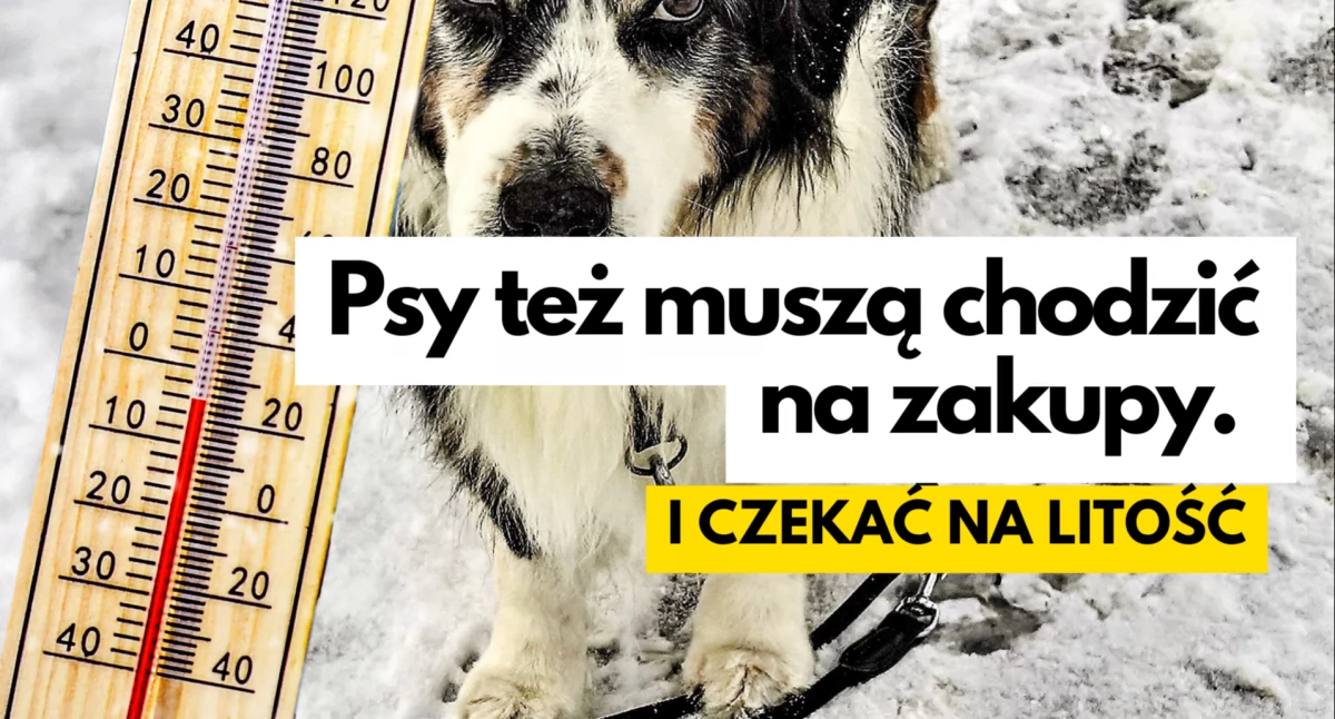 Zakupy ważniejsze niż pies. Najwyżej zmarźnie