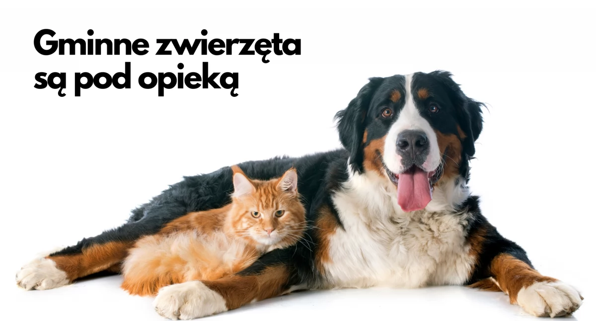 To właśnie oni zaopiekują się gminnymi zwierzętami