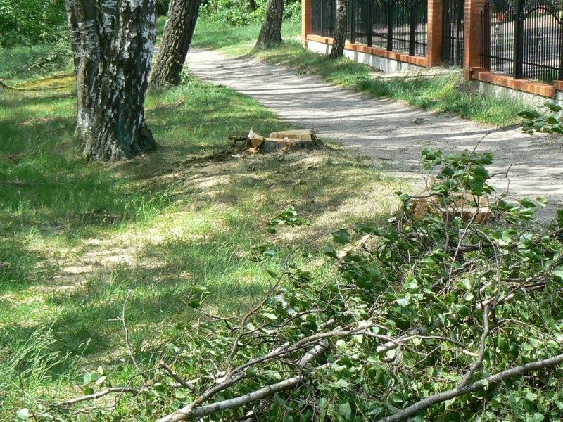 Będzie ścieżka rowerowa, drzewa znikają z parku