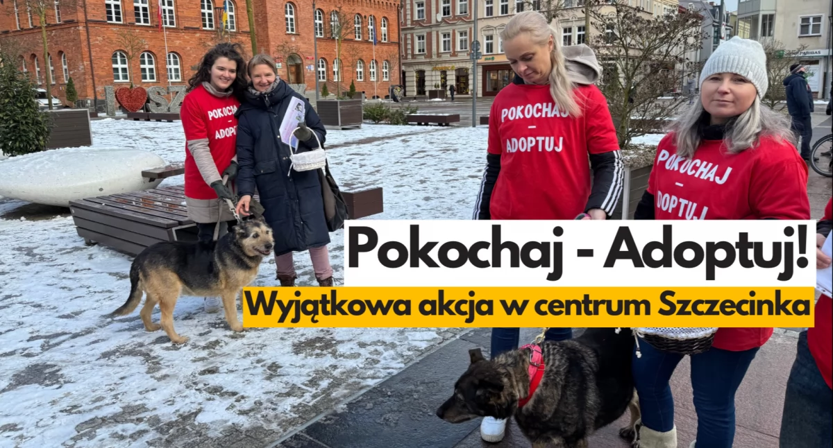 Adoptuj pieska ze schroniska. Akcja na ulicach Szczecinka