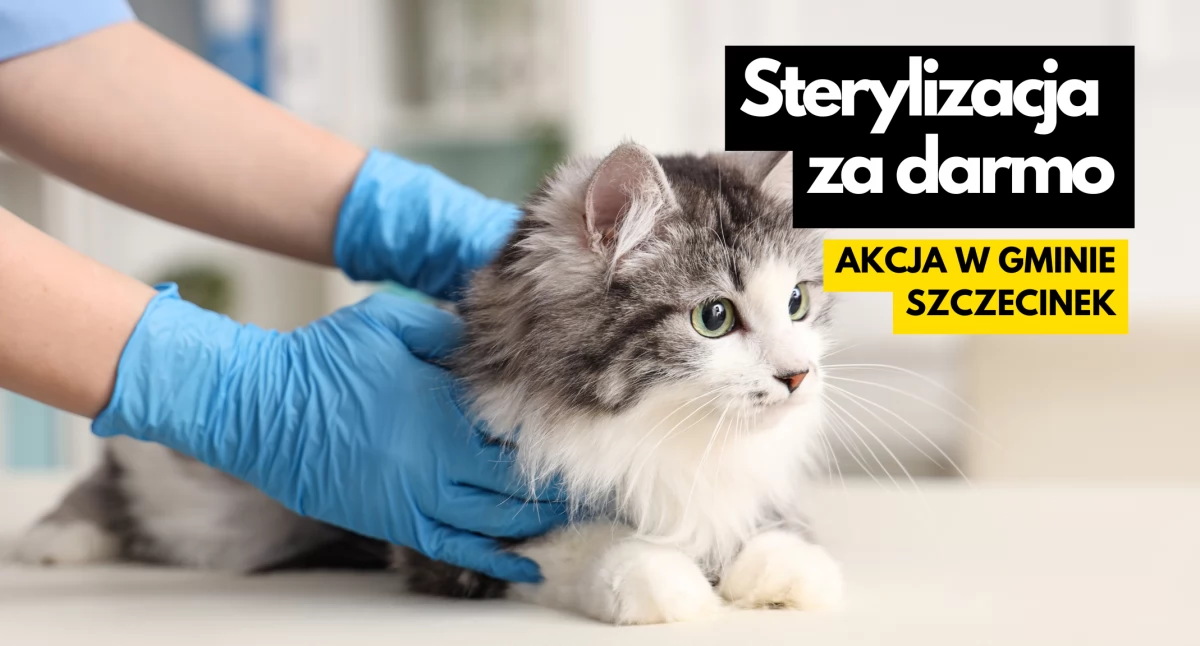 Bezpłatna sterylizacja kotek. Ruszył nabór wniosków