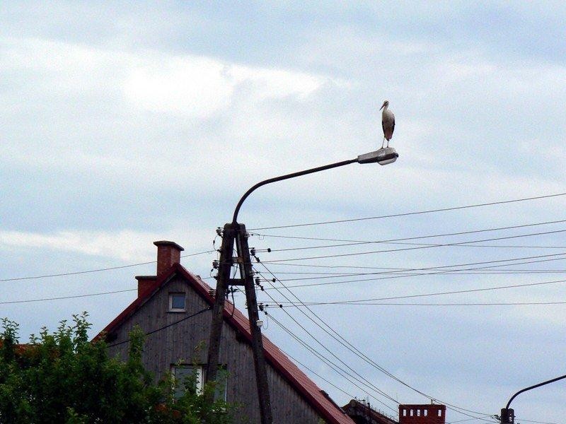 Dom dla boćków będzie może jeszcze przed ich odlotem