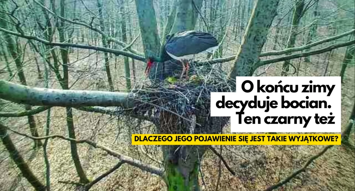 Jaka tam zima. Czarny bocian wie lepiej i już czeka na partnerkę