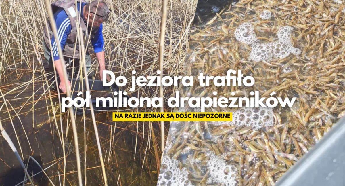 Ponad pół miliona szczupaków w dwa dni. Tyle do jeziora