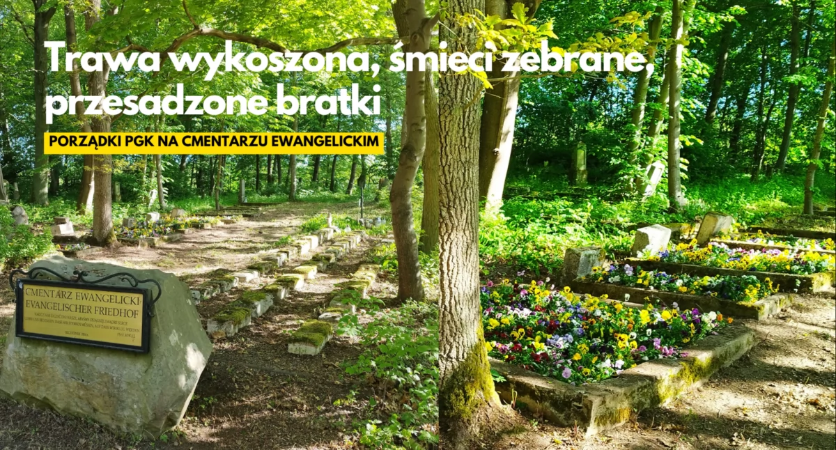 Bratki na mogiłach. PGK wiosennie zadbało o cmentarz w Trzesiece
