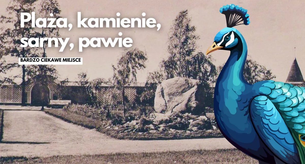 O tym jak kamień upamiętniał niemieckiego bandytę, a niedaleko plaży biegały pawie