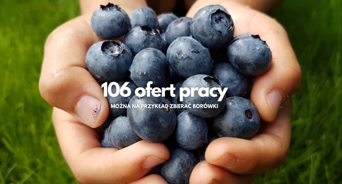 Borówki, spawanie i księgowość. 106 ofert pracy w Szczecinku