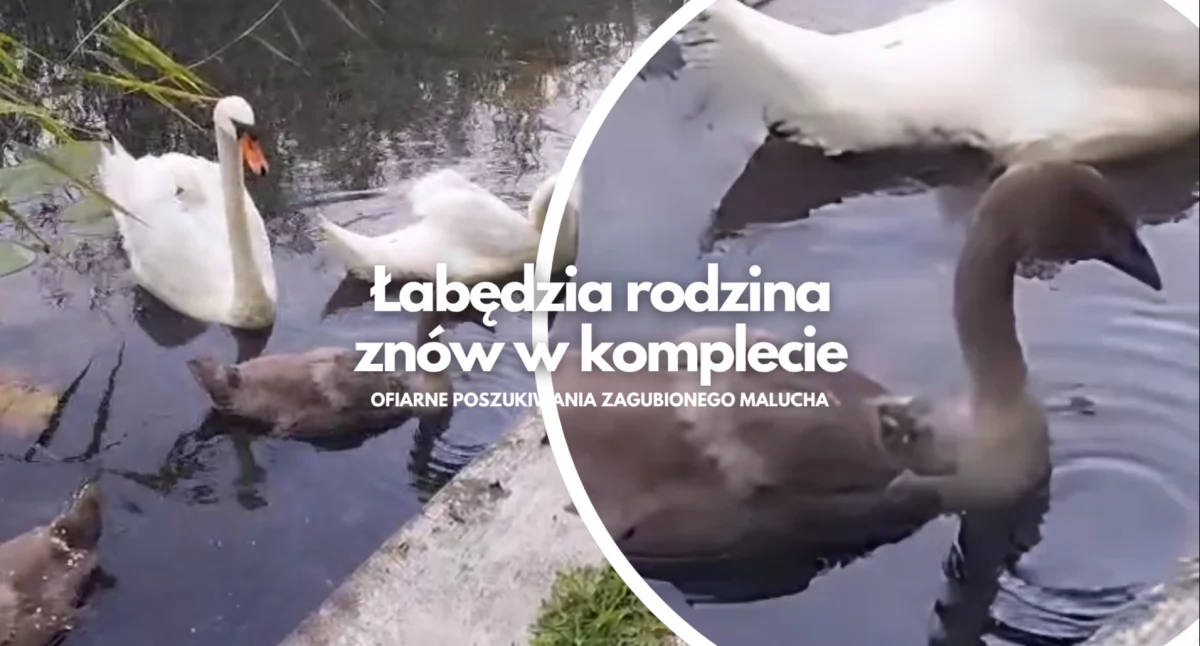 Wielogodzinne poszukiwania na jeziorze. Zagubiony łabędź znów z rodziną