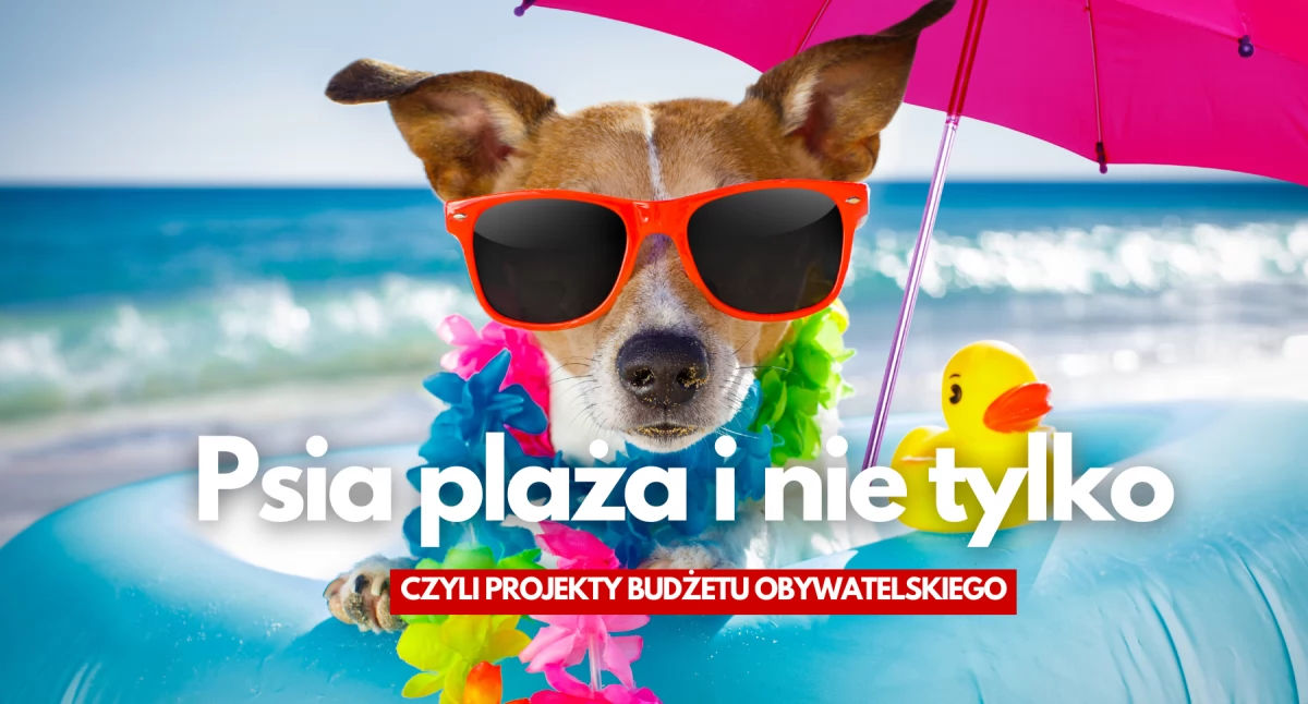 Plaża tylko dla psów? Bardzo kreatywne projekty w Budżecie Obywatelskim