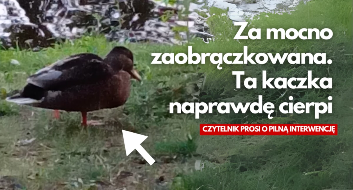Za mocno zaobrączkowana. Ta kaczka naprawdę cierpi