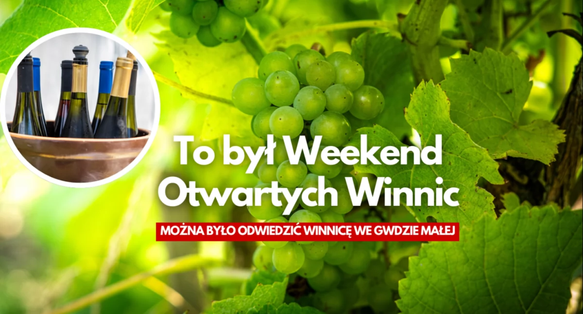 Weekend z winem. Podszczecinecka winnica zaprosiła do siebie