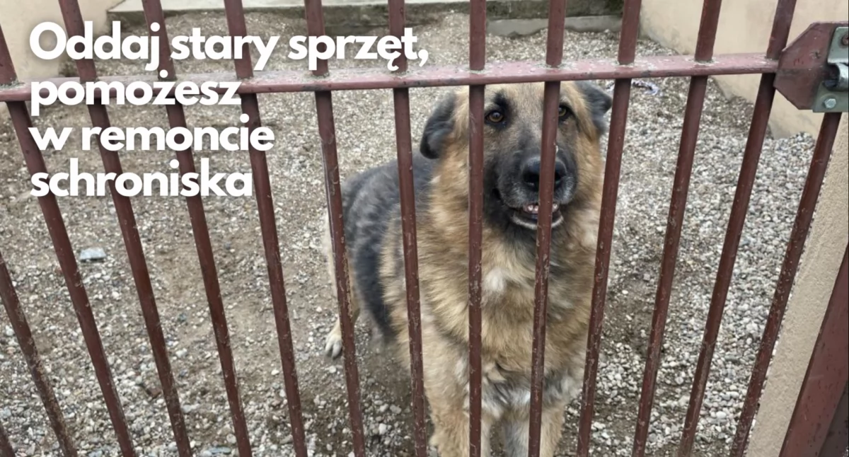 Elektrośmieci pomogą naszym zwierzętom ze schroniska