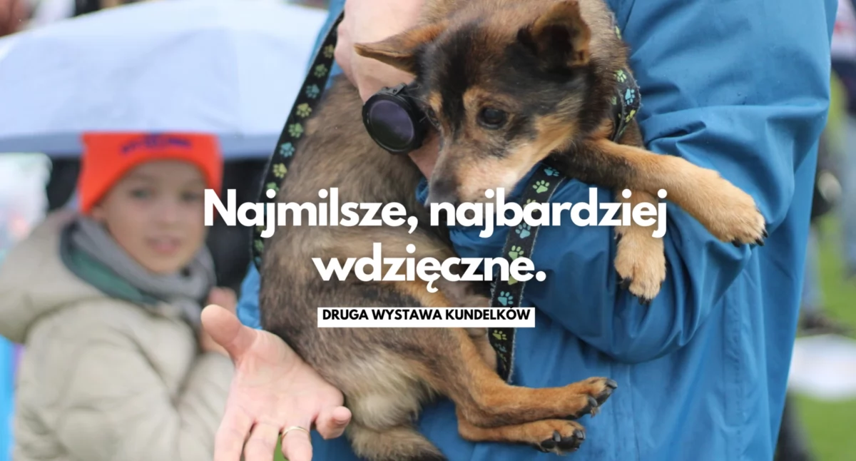 Kundelki znów w centrum uwagi. Druga wystawa tych psów w Szczecinku
