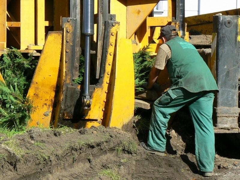 Cyprysy z zamkowego dziedzińca trafiły do Parku Leśników
