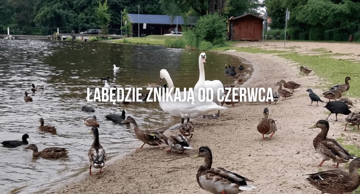 Znikające z Trzesiecka łabędzie. Pytania o los 33 ptaków [Wasz Temat]