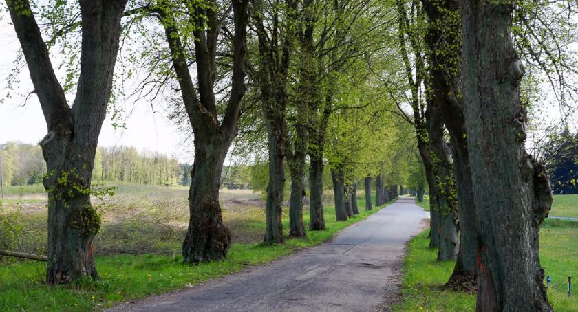Koniec lipowej alei na ul. Leśnej