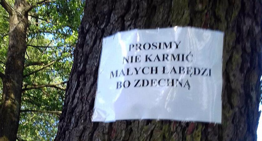 Dlaczego łabędzie mają zdychać od karmienia? List mieszkanki Szczecinka