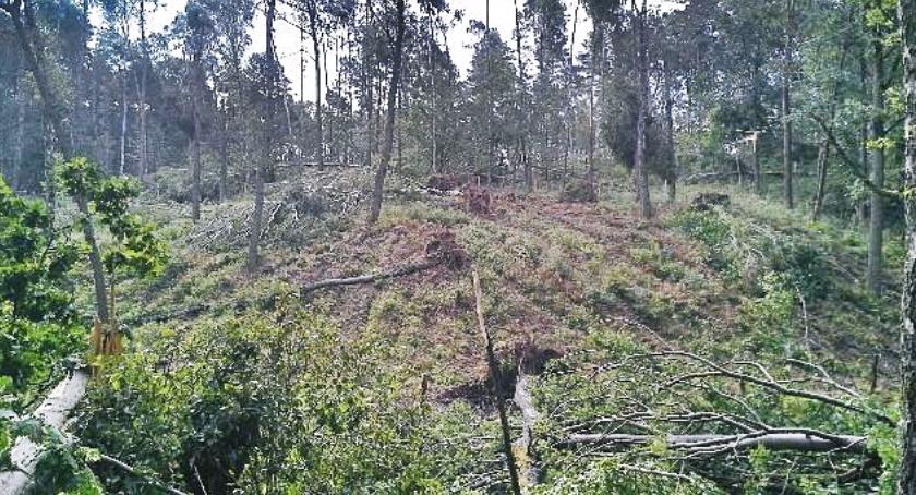 Uwaga grzybiarze! Zakaz wstępu do lasu w okolicach Jelenia