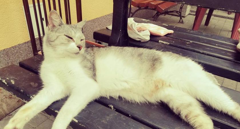 Whiskas szuka domu