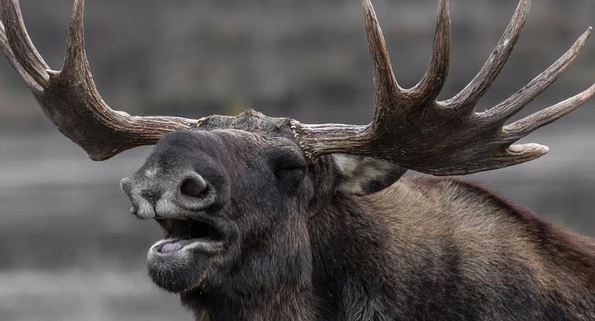 Łoś po drugiej stronie jeziora i 100 innych interwencji