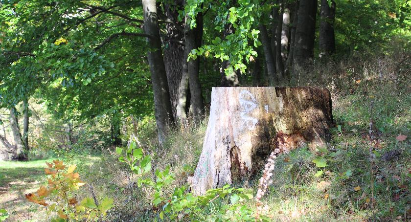 W Czarnoborze umierają dęby. Kolejne pomniki przyrody trafią pod topór