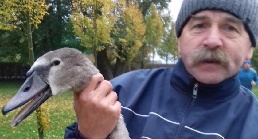 Znów haczyki wędkarskie w szyjach łabędzi
