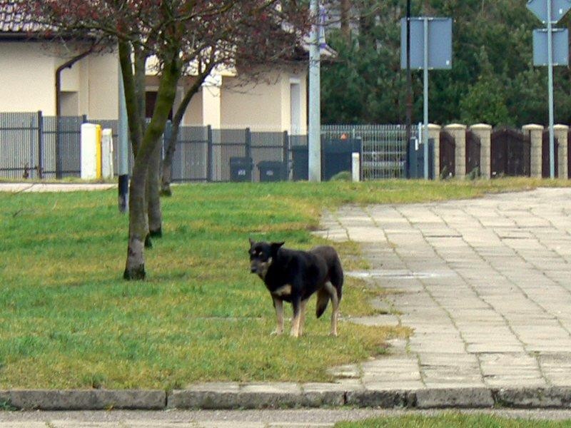 Sara ma budę jak z bajki, tylko czy w niej się zadomowi?