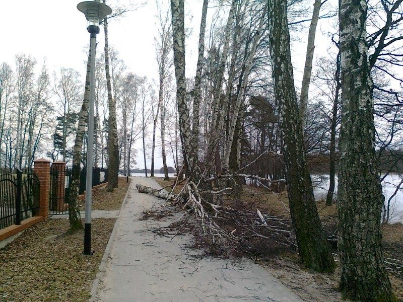 Ścieżka rowerowa nieprzejezdna - brzoza padła na szlak