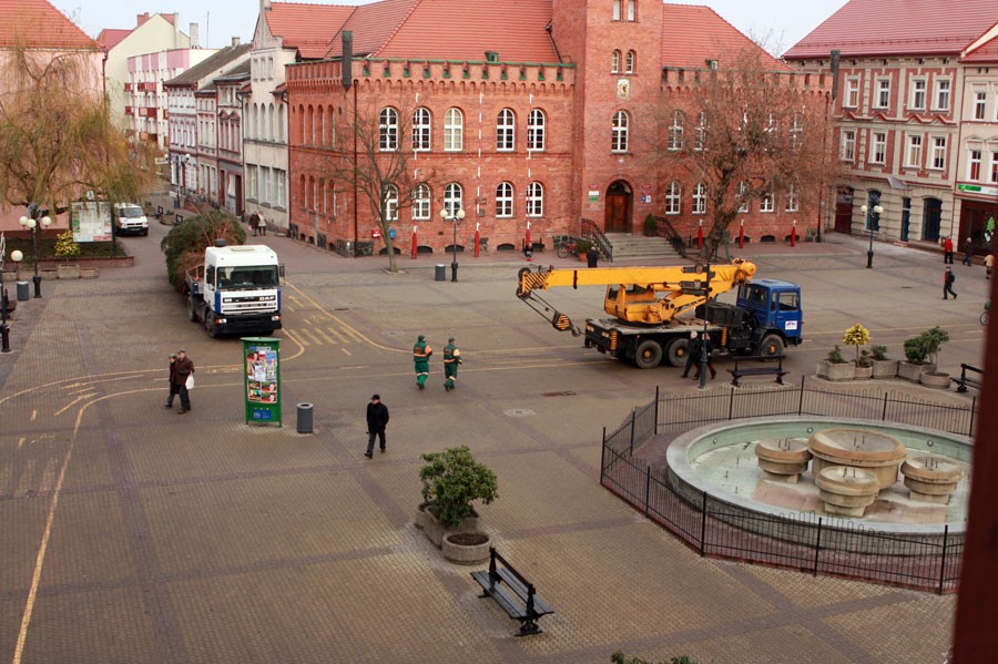 Choinka na placu Wolności - już jest