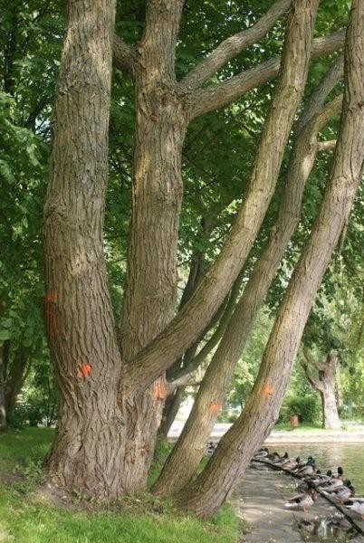 „Terra” apeluje o odstąpienie od wycinki drzew koło zamku