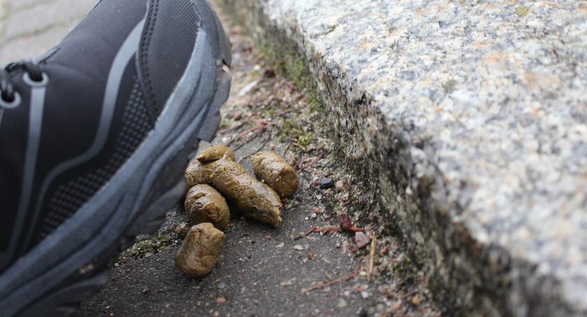 W Szczecinku żyje blisko 4,5 tys. psów. Dokąd trafiają psie odchody?