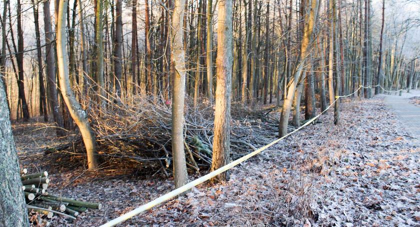 Las na Kościuszki zamienia się w park