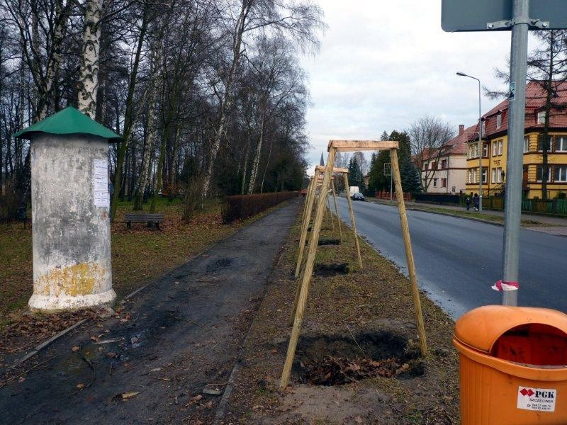 Zimą zamiast topoli będą drewniane paliki