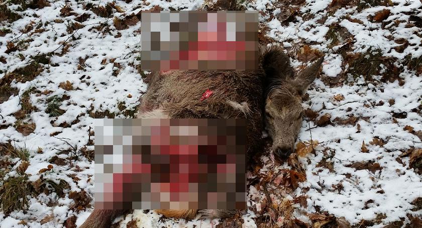 Wilki dopadły sarnę. Nie miały litości [Wrzuć Temat]