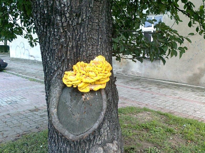 Grzyby na drzewie... w centrum miasta