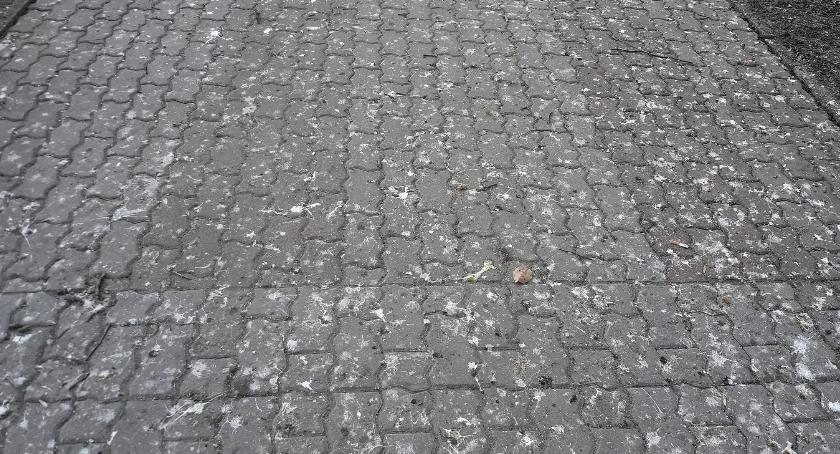 Kłopotliwe ptasie odchody koło muszli koncertowej. Nie da się przejść! [Wrzuć Temat]