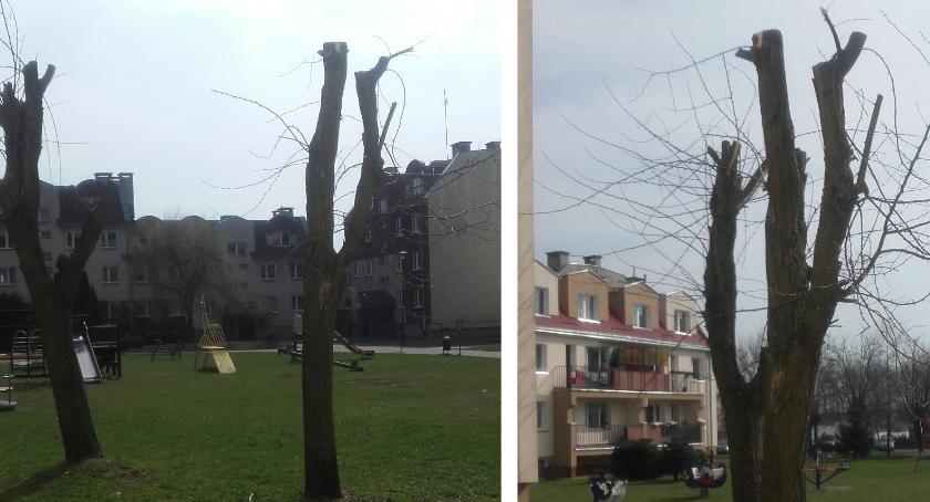 Drzew na osiedlu cięcie czyli... przegięcie [Wrzuć Temat]
