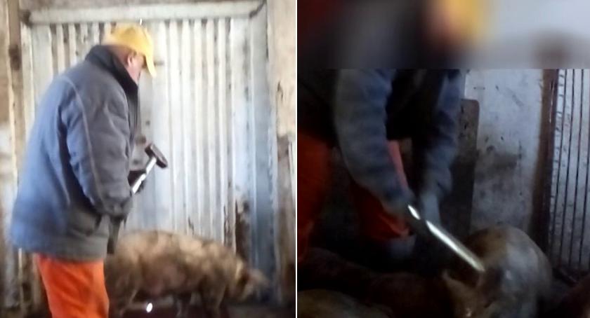Długotrwałe zabijanie świń młotkiem. Wstrząsające nagranie spod Barwic (akt.)
