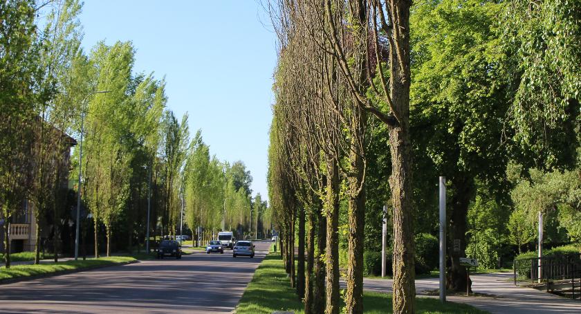 Topole przy Mickiewicza znów nie dają rady 