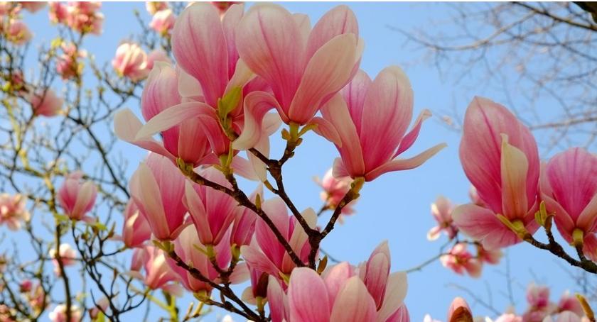 Największa kolekcja magnolii w Europie – w uprawie Polaka!