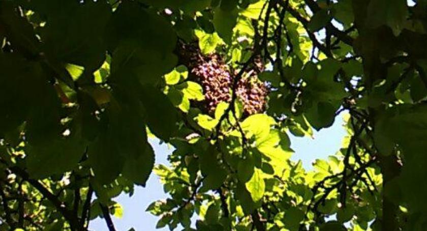 Rój pszczół na Głowackiego [Wrzuć Temat]