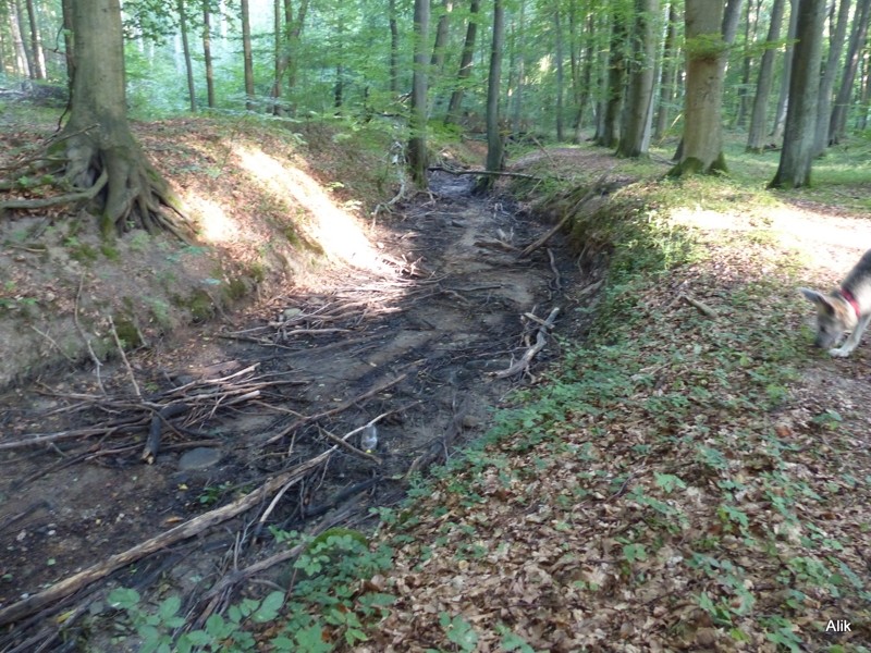 Wysechł Mulisty Potok! Spokojnie, to naturalne