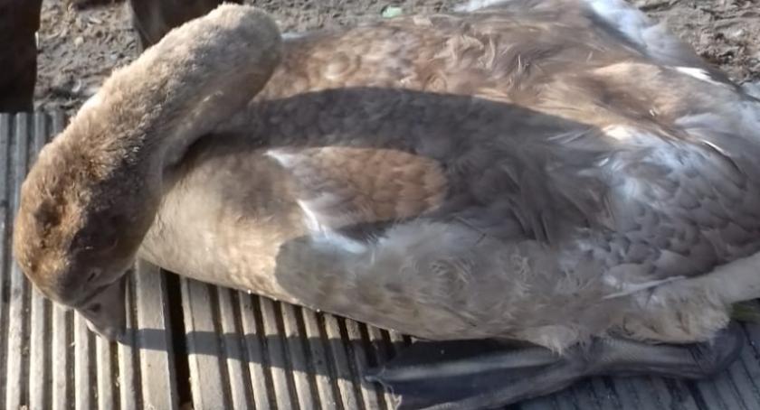 Trwa ratowanie szczecineckich łabędzi. Niestety, nie zawsze się to udaje