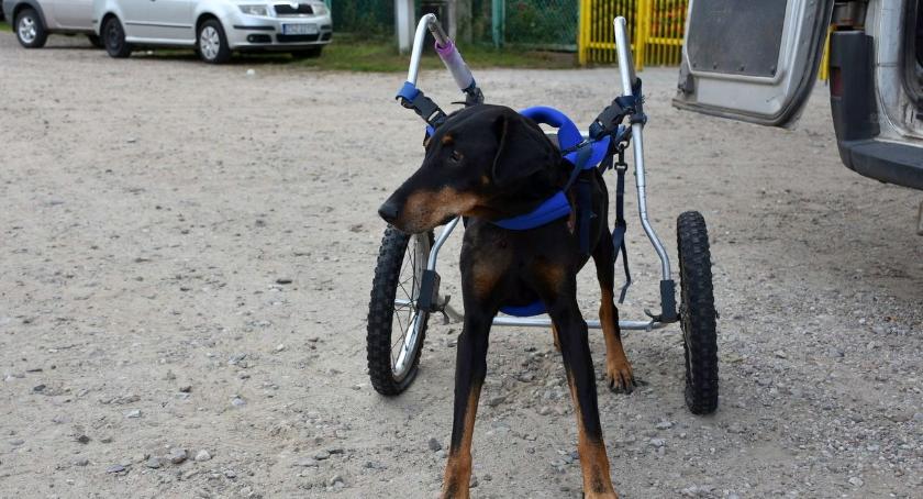 Wózek inwalidzki służy także psom. Nowy nabytek schroniska w Szczecinku