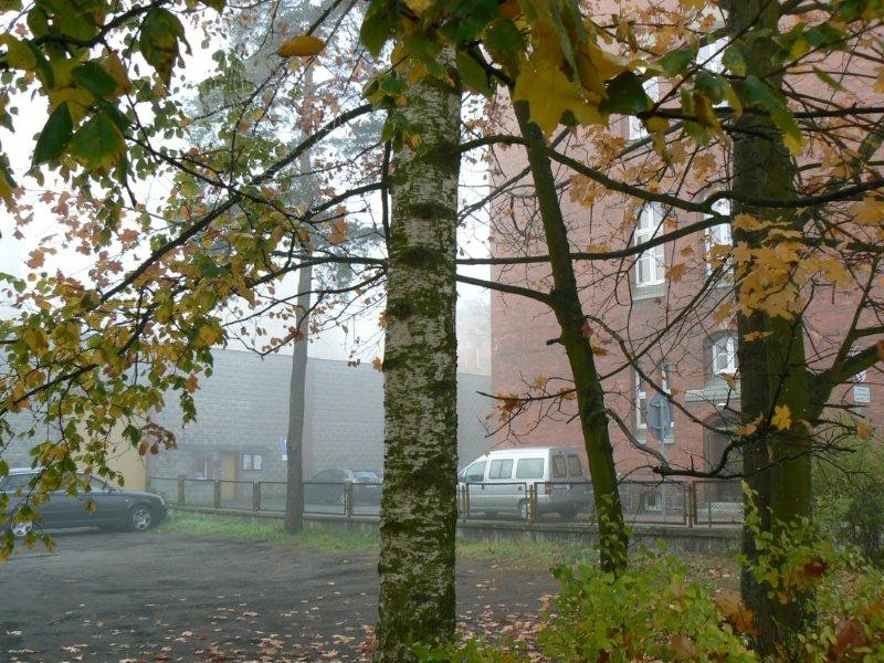 Wytną pięć drzew i krzewy, posadzą nowe