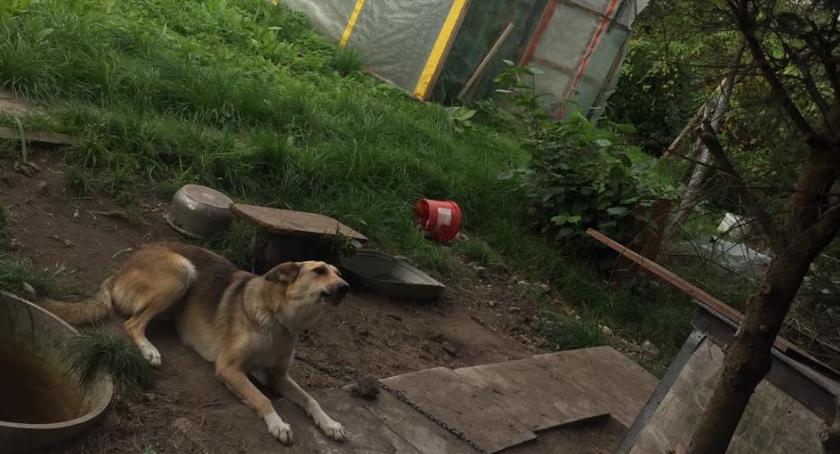 Pies na łańcuchu, bez budy i jedzenia pilnuje... warzyw. Interweniowali miejscy strażnicy