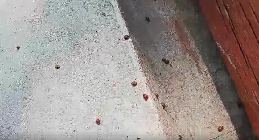 Plaga biedronek azjatyckich w Szczecinku i okolicach