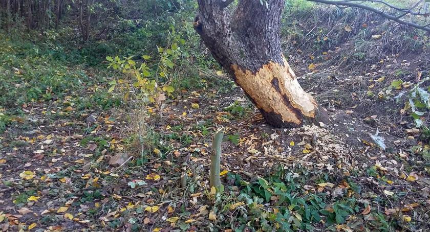 Na Świątkach bobry mają się dobrze [Wrzuć Temat]